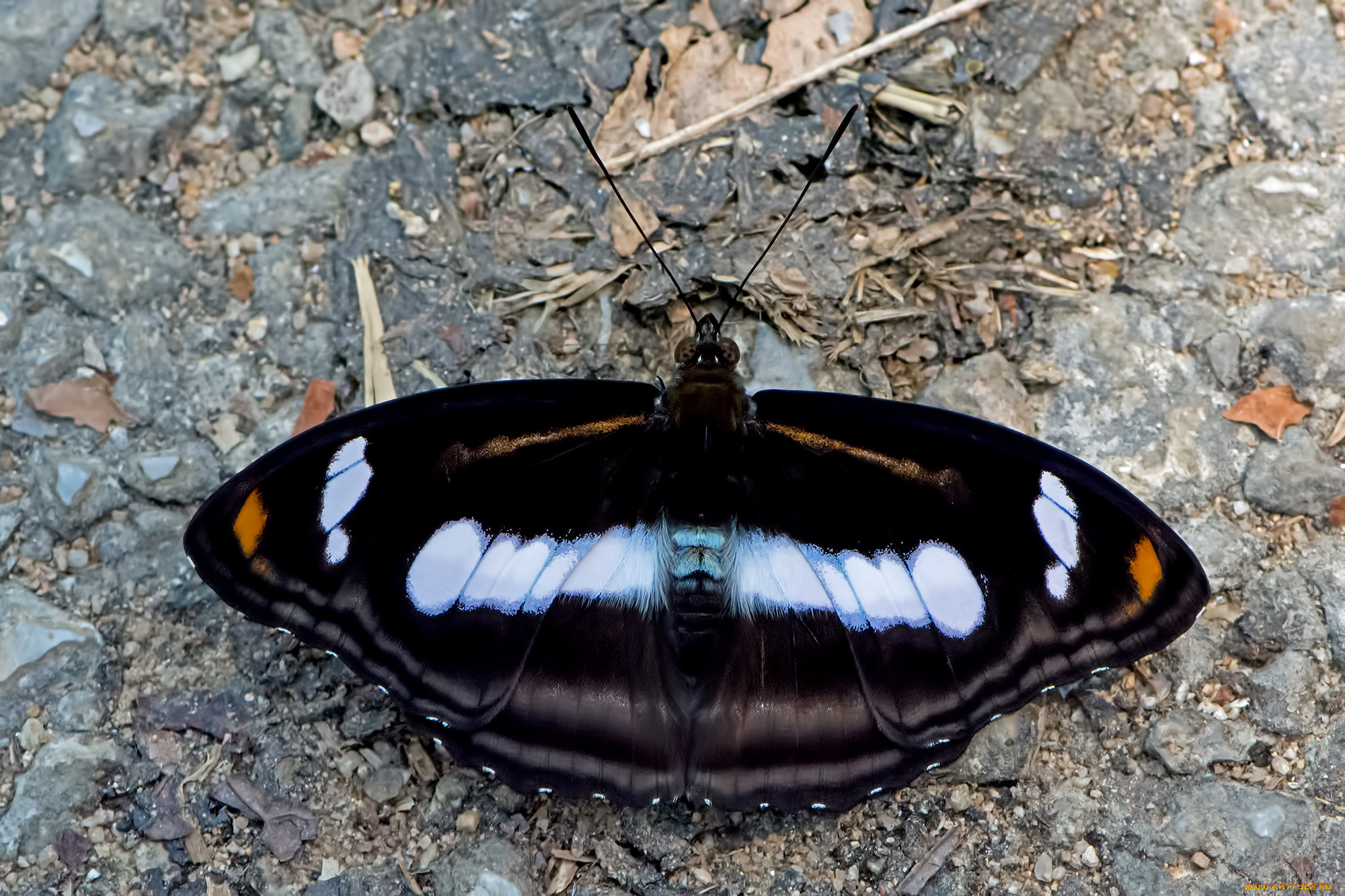athyma selenophora - staff sergeant, , ,  ,  , 